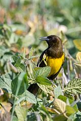 Brown-and-yellow Marshbird